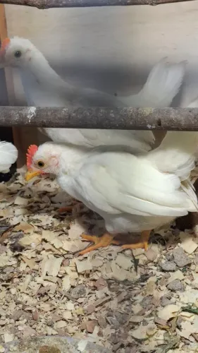 Garnizé macho 30 reais cada ou os 2 por 50 reais