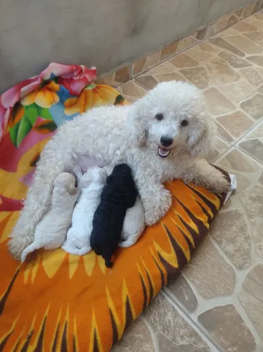 Filhote de poodle