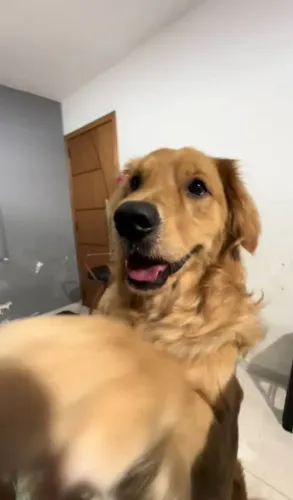 Golden retrive 