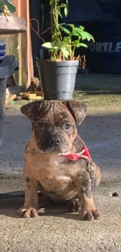 Linda fêmea de American Bully disponível vacinada vermífugada