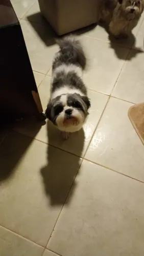 Cachorro Shitzu adulto 