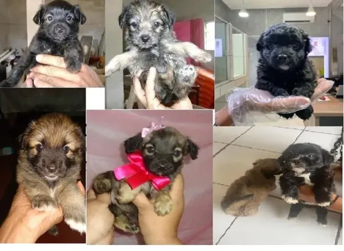 poodle x maltes O companheiro perfeito para todas as horas. chama 9 9751.6491