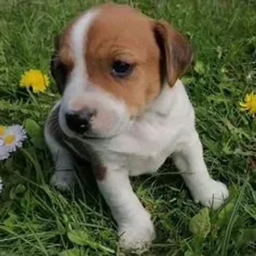 Jack Russell Terrier,Jack Russell Terrier Filhote Disponível Alta Qualidade