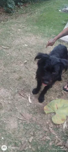 Adoção de cadelinha linda