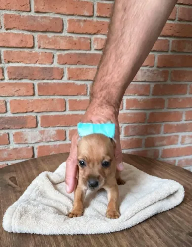 Pinscher
