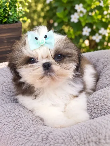 Shih tzu alto padrão, micro