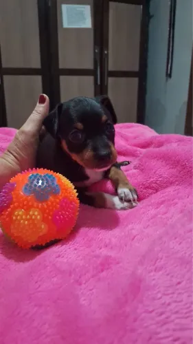 Cachorro pincher 