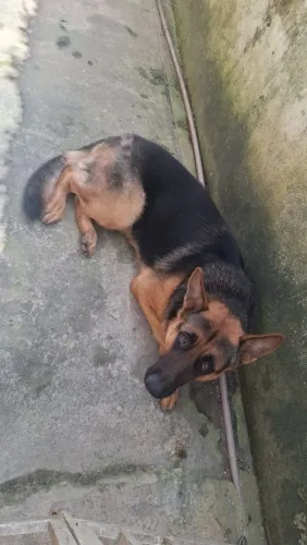 Pastor Alemão para Doação