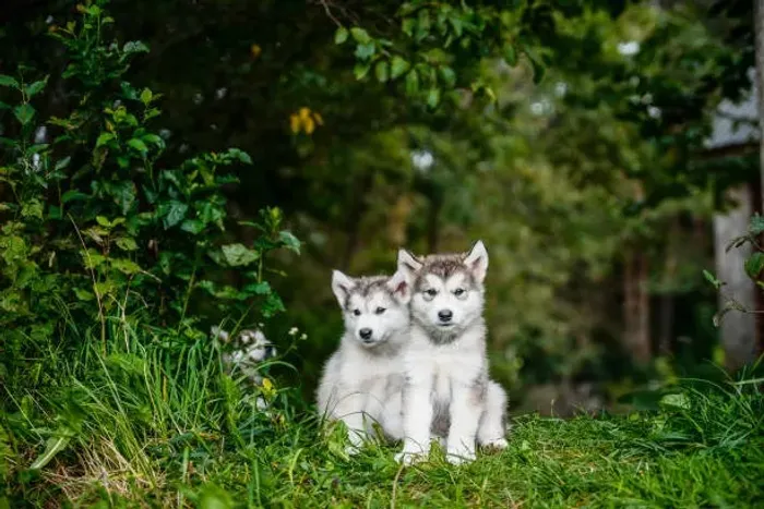 Husky Siberiano Filhote Para Quem Busca Um Companheiro Especial