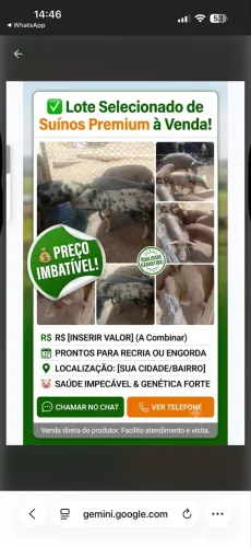 Venda de leitões pronto para abate