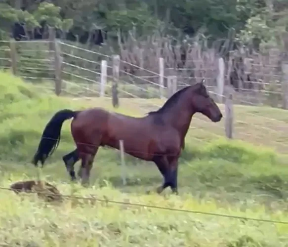 Garanhão vendo ou troco