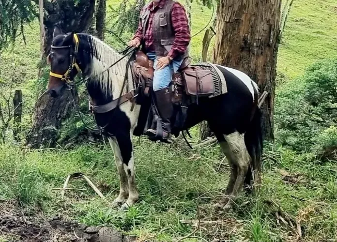 Égua pampa de castanho 