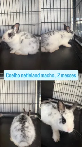 Coelho mini netleland