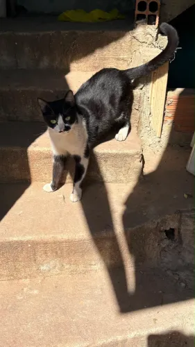 Doação gato
