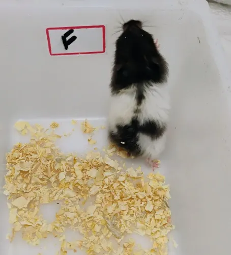 Hamster Sírio Panda