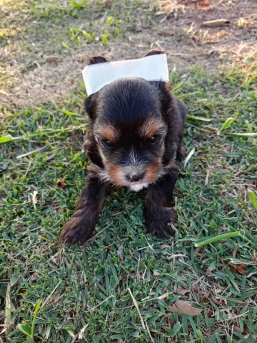 Yorkshire Terrier 