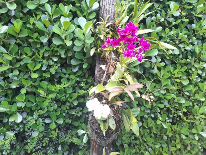 apartamento - Mansões Santo Antônio - Campinas