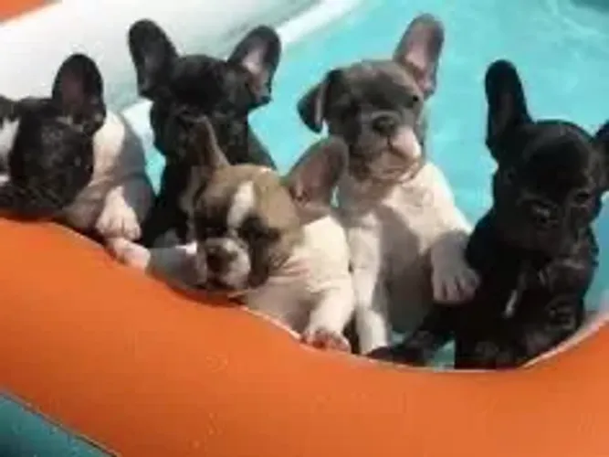 Bulldog francês prontos para um novo lar 