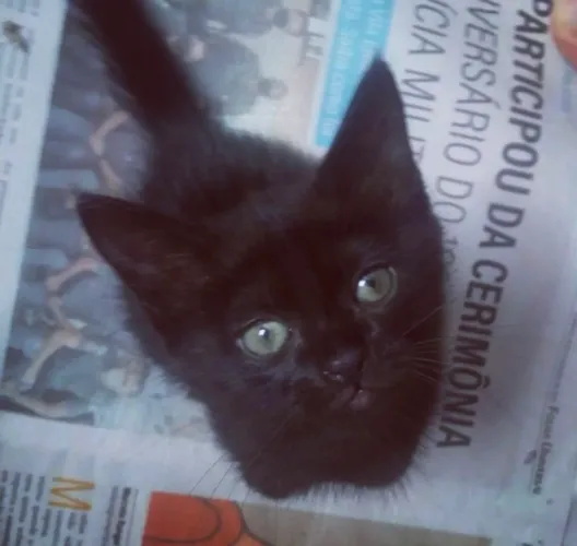 Doa se gato macho 