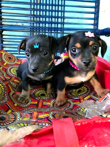 CASAL de PINSCHER 