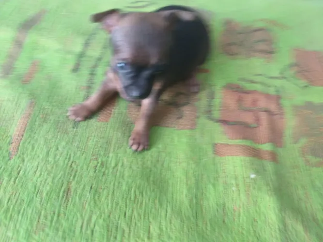 Vende se FILHOTE de pincher macho com 40 dias porte pequeno valor 450.00 REAIS