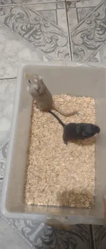 Esquilo Gerbil - Entrega a domicílio