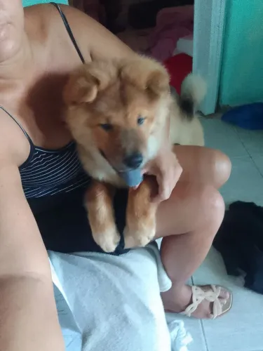 Chow chow  Macho 