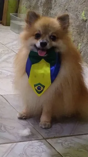 Machos Lulu da Pomerânia Disponíveis para cobertura (cruza )
