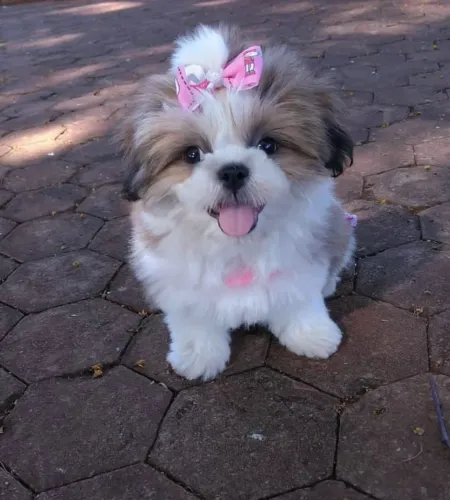 Filhotes De Shih Tzu - A Felicidade Tem Quatro Patas E Está Te Aguardando