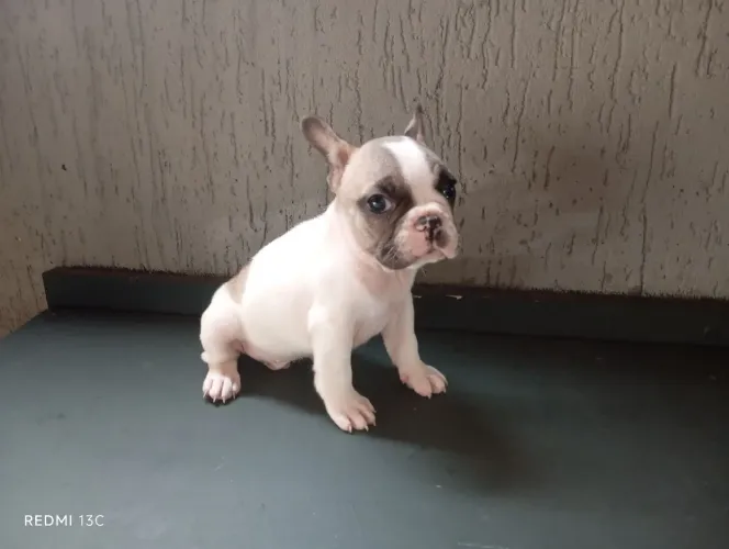 Lindo Filhote de Bulldog Francês