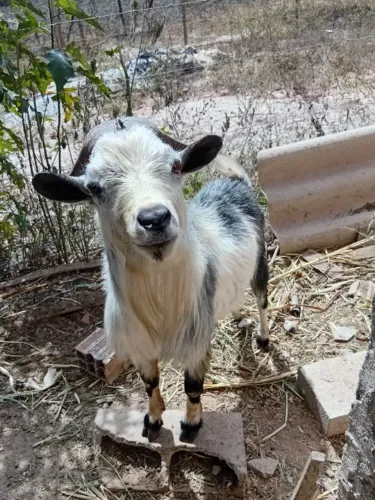 Mini cabras 