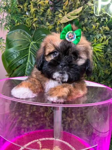 Shih tzu ! Lindo
