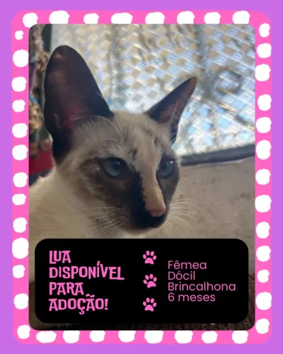 Gatinha para adoção
