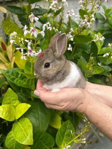Mini Coelho - Netherland