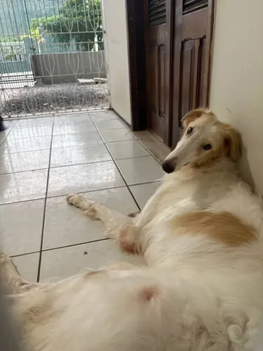 Vendo Borzoi ( Galgo Russo)
