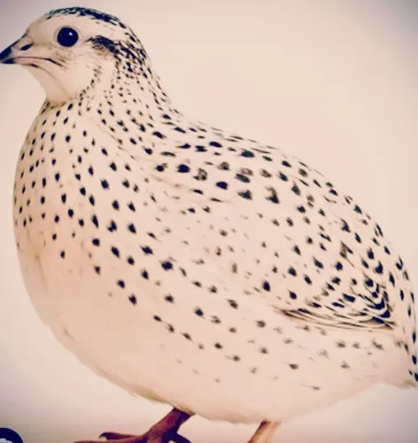 Ovos de codorna férteis