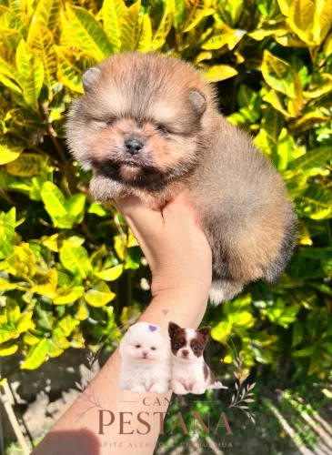 Lulu da pomerânia 