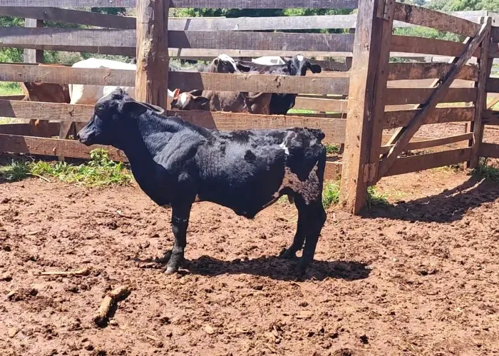 Mini boi (Anápolis)