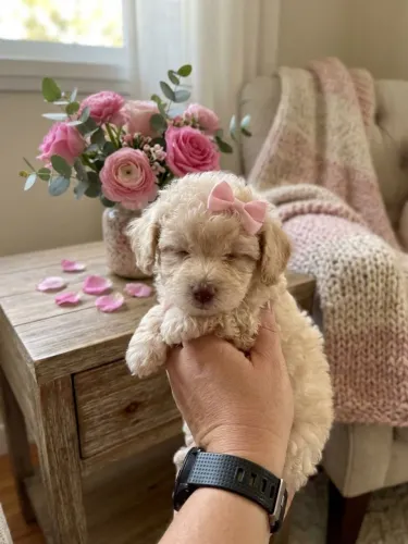 Poodle micro toy ja vacinada