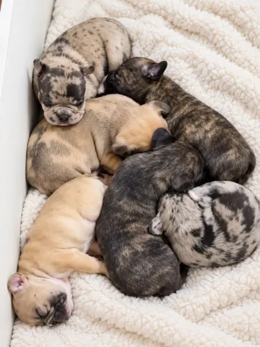 Buldogue francês disponível pra emtrega dia 25 de outubro