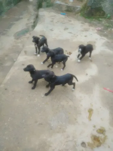 Estou doando esses cachorros 