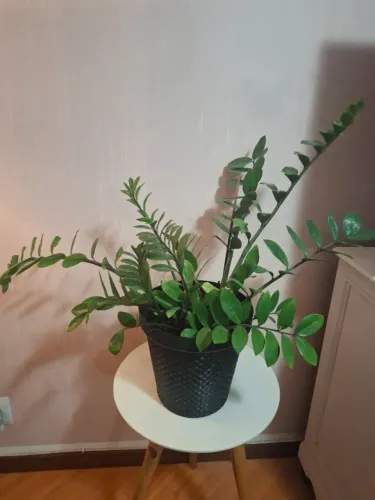 ZAMIOCULCA