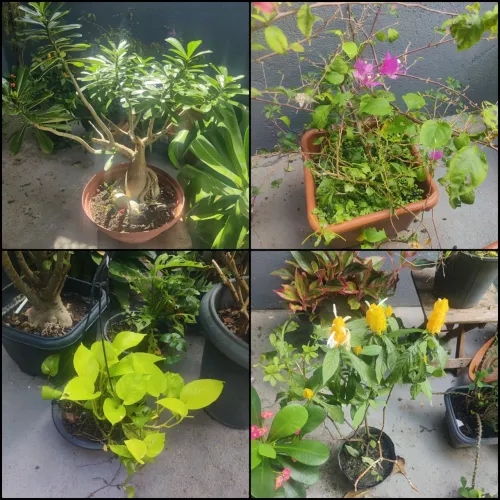 Plantas diversas 