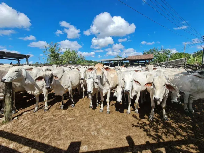 Monteiro (São Vicente) | Fazenda 4 quartos