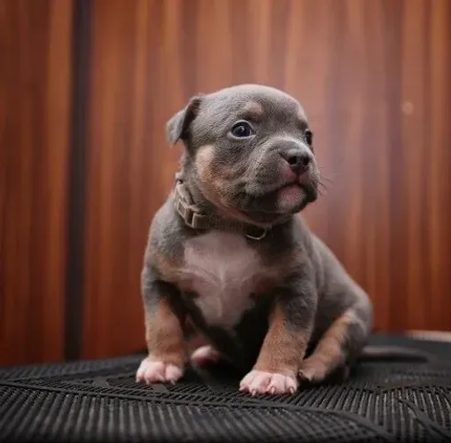 American Bully - Seu Novo Parceiro De Torcida