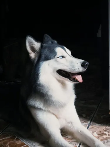 Husky siberiano