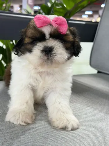 Shih Tzu fêmea. Promoção relâmpago! Aproveite essa oportunidade!