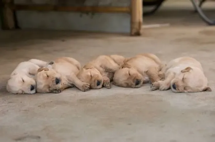? Ninhada de Golden Retriever | Filhotes Lindos e Bem Cuidados