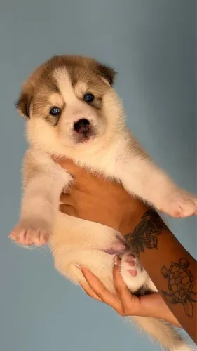 Filhotes husky siberiano