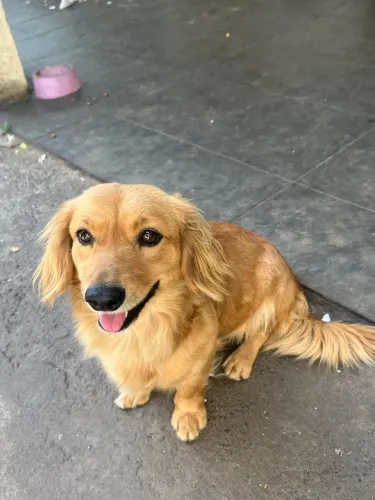 DOAÇÃO DE CACHORRAS FÊMEAS
